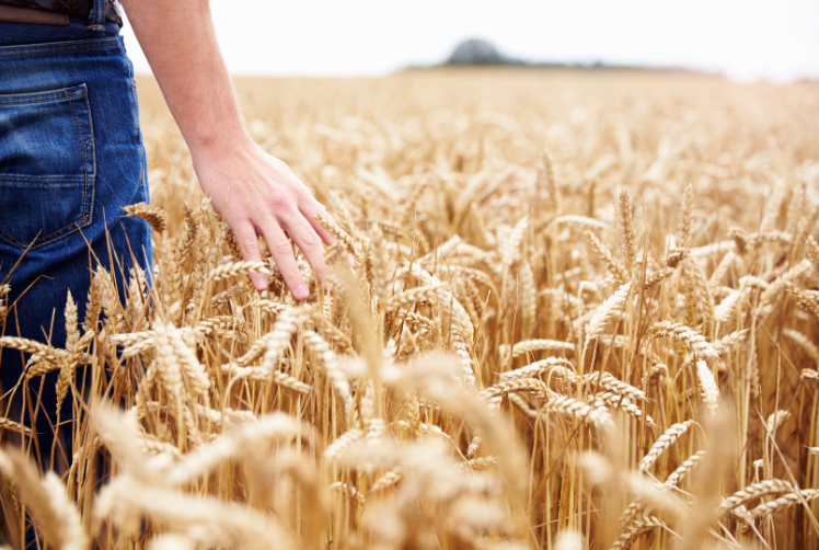 Person walking through a wheat field
